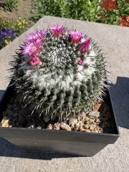 Mammillaria polythele